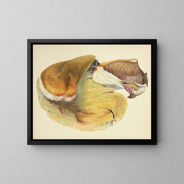 Illustrazioni della micologia britannica Pl29 - Anna Maria Hussey — quadro incorniciato alla parete