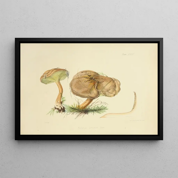 Anna Maria Hussey - Illustrations of British mycology Pl34.webp