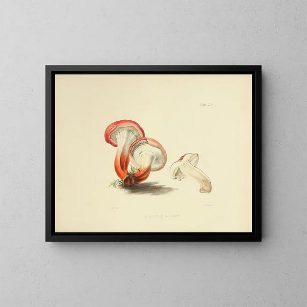Illustrazioni della micologia britannica Pl60 - Anna Maria Hussey — quadro incorniciato alla parete