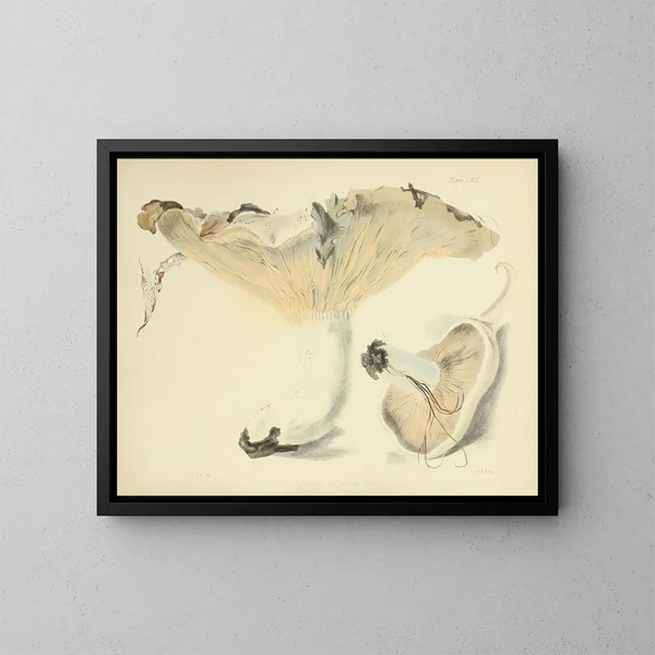 Illustrazioni della micologia britannica Pl63 - Anna Maria Hussey — quadro incorniciato alla parete