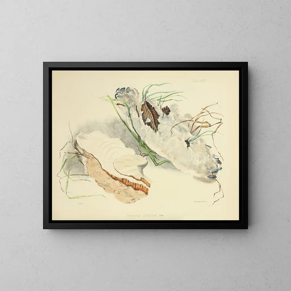 Illustrazioni della micologia britannica Pl64 - Anna Maria Hussey — quadro incorniciato alla parete