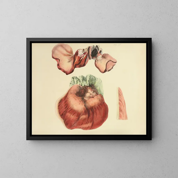 Illustrazioni della micologia britannica Pl65 - Anna Maria Hussey — quadro incorniciato alla parete