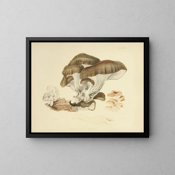Illustrazioni della micologia britannica Pl75 - Anna Maria Hussey — quadro incorniciato alla parete