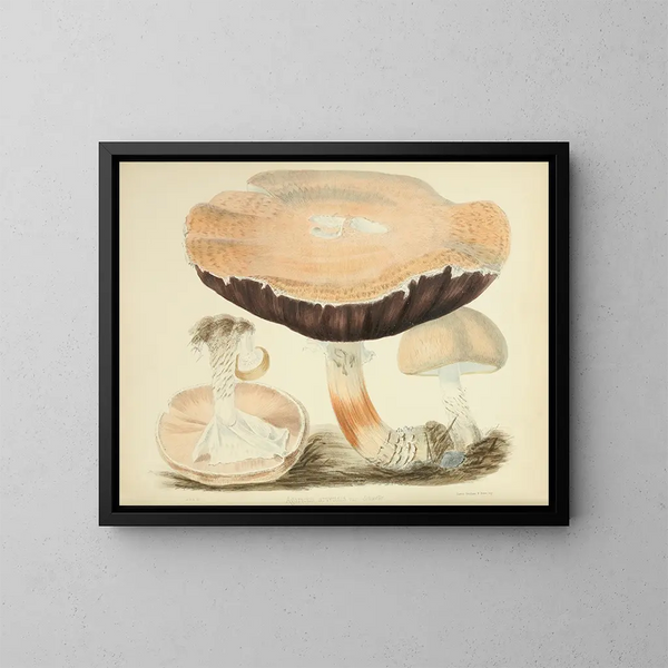 Illustrazioni di micologia britannica Pl77 - Anna Maria Hussey — quadro incorniciato alla parete