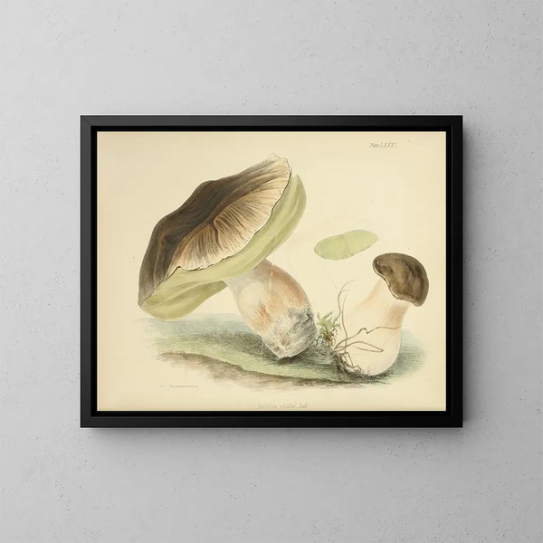 Illustrazioni della micologia britannica Pl81 - Anna Maria Hussey — quadro incorniciato alla parete