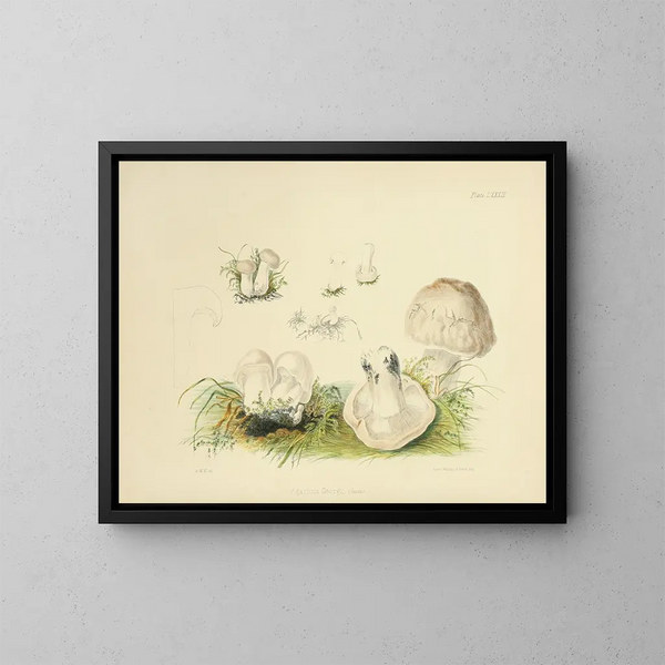 Illustrazioni della micologia britannica Pl83 - Anna Maria Hussey — quadro incorniciato alla parete
