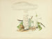 Illustrazioni della micologia britannica Pl85 - Anna Maria Hussey — vista dell’opera