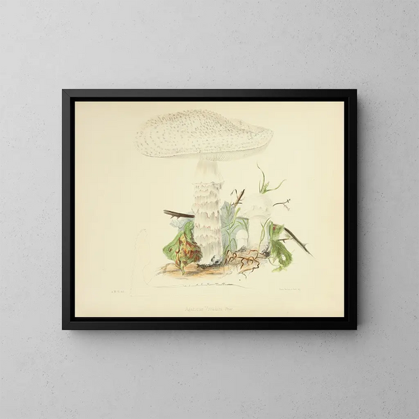Illustrazioni della micologia britannica Pl85 - Anna Maria Hussey — quadro incorniciato alla parete