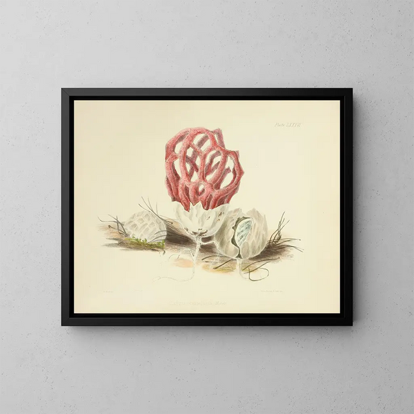 Illustrazioni della micologia britannica Pl86 - Anna Maria Hussey — quadro incorniciato alla parete