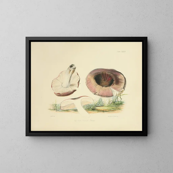 Illustrazioni della micologia britannica Pl89 - Anna Maria Hussey — quadro incorniciato alla parete