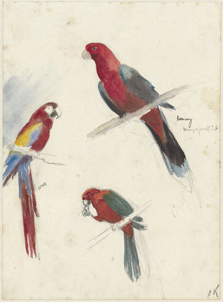 Anna Maria Kruijff - Studies van papegaaien.webp