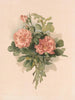 Roses blush - Annie Nowell — vista dell’opera