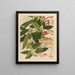 Album di acquarelli cinesi di frutti asiatici Pl05 - Anonimo — quadro incorniciato alla parete