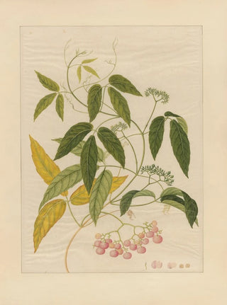 Anonymous - Album of Chinese watercolors of Asian fruits Pl13.webp
