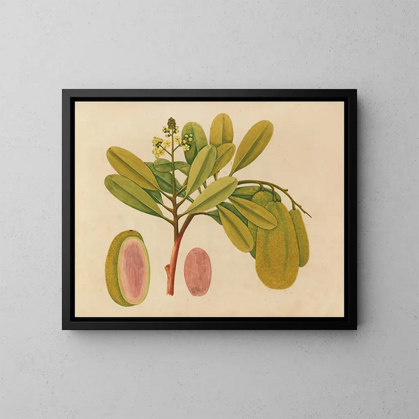Album di acquarelli di frutta e fiori asiatici Pl01 - Anonimo — quadro incorniciato alla parete