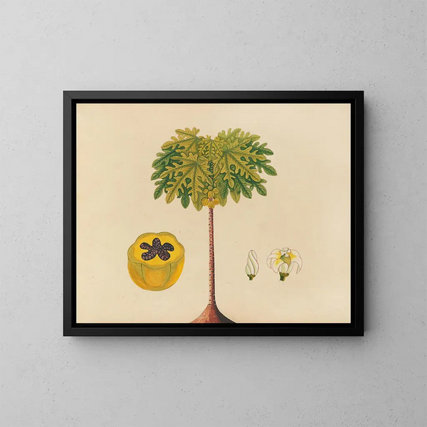 Album di acquarelli di frutta e fiori asiatici Pl02 - Anonimo — quadro incorniciato alla parete