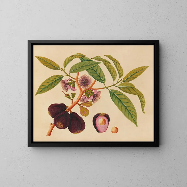 Album di acquarelli di frutta e fiori asiatici Pl05 - Anonimo — quadro incorniciato alla parete