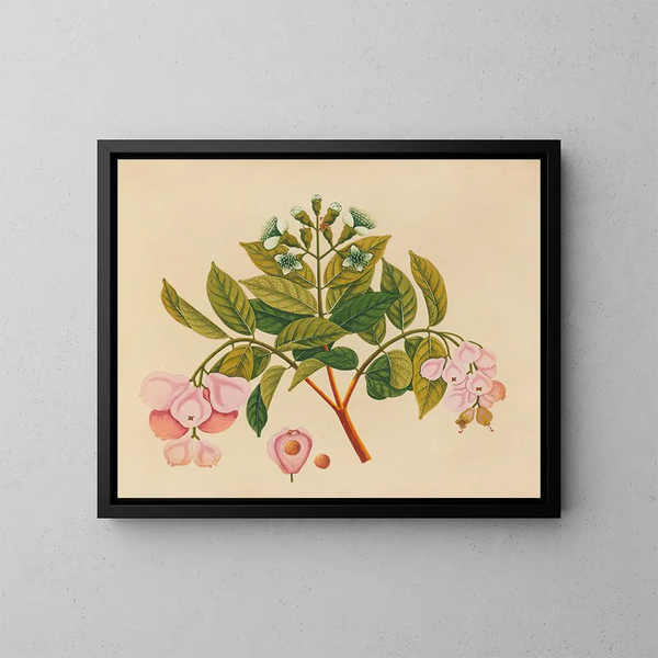 Album di acquarelli di frutta e fiori asiatici Pl06 - Anonimo — quadro incorniciato alla parete