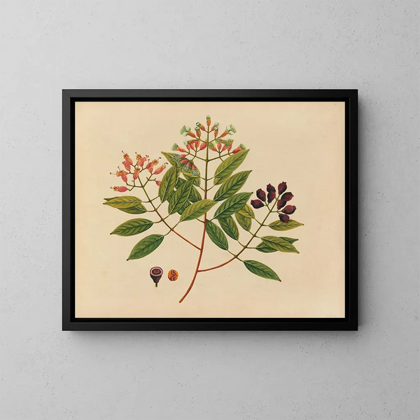 Album di acquarelli di frutta e fiori asiatici Pl08 - Anonimo — quadro incorniciato alla parete