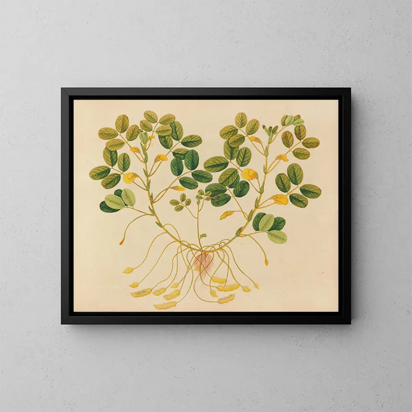 Album di acquarelli di frutta e fiori asiatici Pl11 - Anonimo — quadro incorniciato alla parete