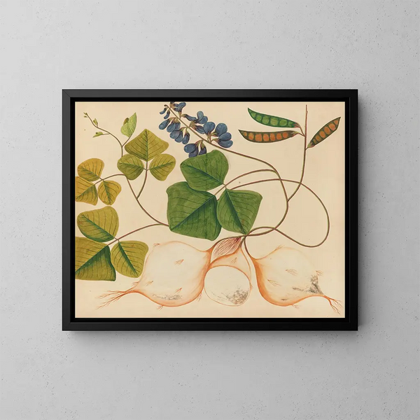 Album di acquarelli di frutta e fiori asiatici Pl13 - Anonimo — quadro incorniciato alla parete