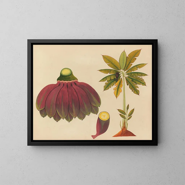 Album di acquarelli di frutta e fiori asiatici Pl15 - Anonimo — quadro incorniciato alla parete