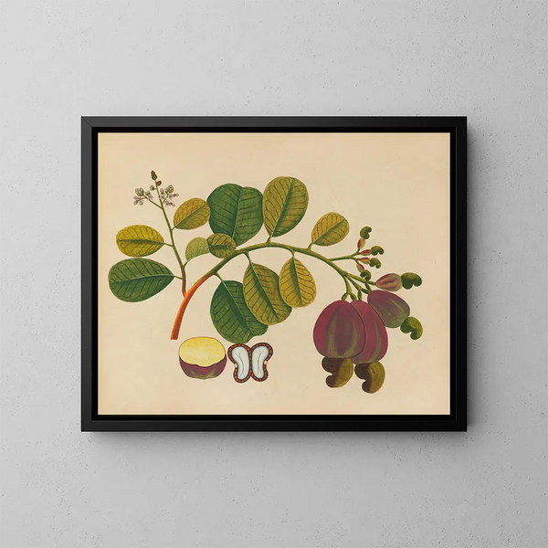 Album di acquarelli di frutta e fiori asiatici Pl19 - Anonimo — quadro incorniciato alla parete