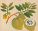 Album di acquarelli di frutta e fiori asiatici Pl20 - Anonimo — vista dell’opera