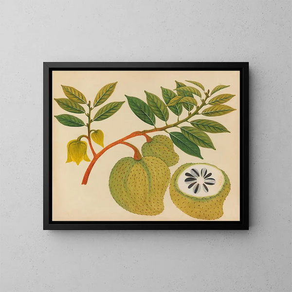 Album di acquarelli di frutta e fiori asiatici Pl20 - Anonimo — quadro incorniciato alla parete