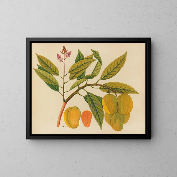 Album di acquarelli di frutta e fiori asiatici Pl21 - Anonimo — quadro incorniciato alla parete