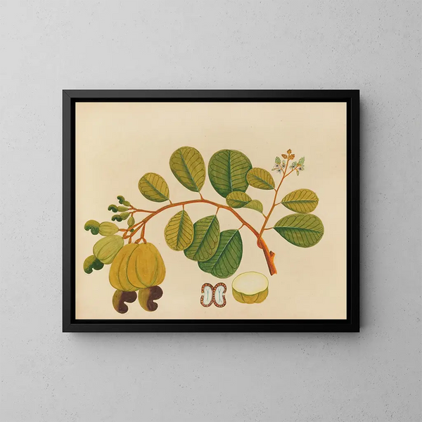 Album di acquarelli di frutta e fiori asiatici Pl23 - Anonimo — quadro incorniciato alla parete