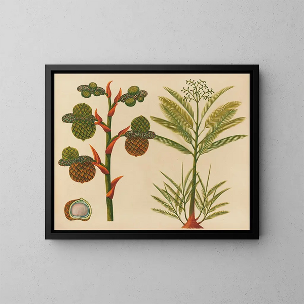 Album di acquarelli di frutta e fiori asiatici Pl24 - Anonimo — quadro incorniciato alla parete