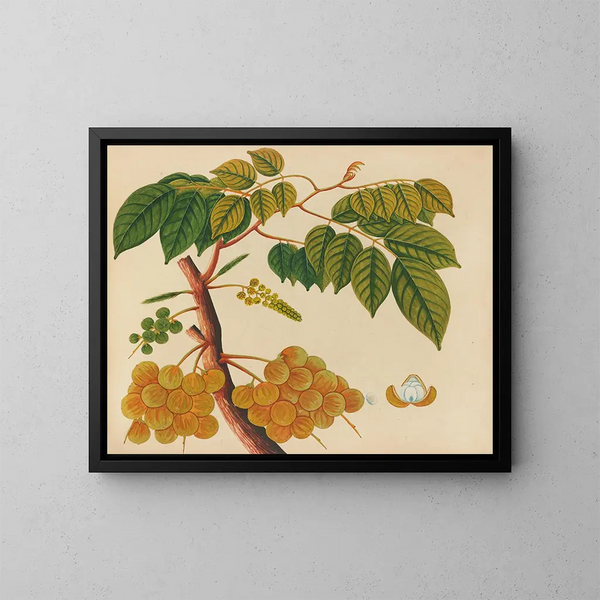 Album di acquarelli di frutta e fiori asiatici Pl25 - Anonimo — quadro incorniciato alla parete