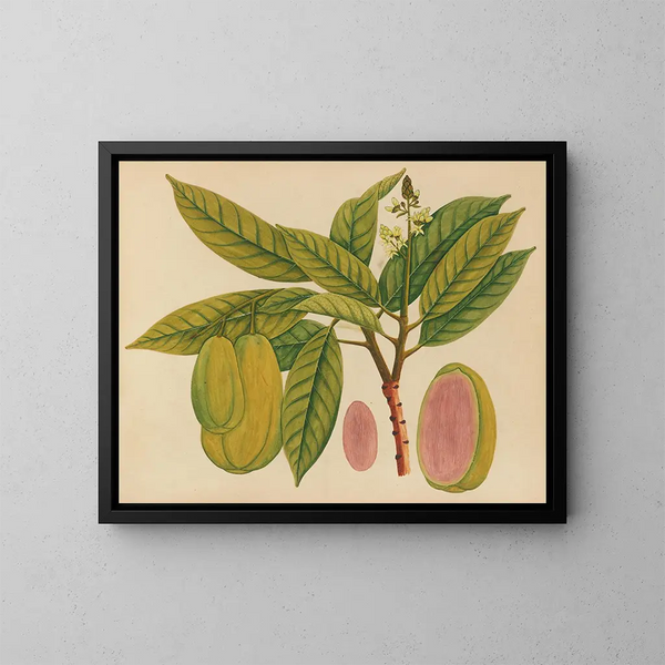 Album di acquarelli di frutta e fiori asiatici Pl27 - Anonimo — quadro incorniciato alla parete