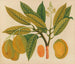 Album di acquarelli di frutta e fiori asiatici Pl28 - Anonimo — vista dell’opera