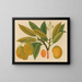 Album di acquarelli di frutta e fiori asiatici Pl28 - Anonimo — quadro incorniciato alla parete
