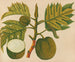 Album di acquarelli di frutta e fiori asiatici Pl30 - Anonimo — vista dell’opera