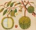 Album di acquarelli di frutta e fiori asiatici Pl31 - Anonimo — vista dell’opera