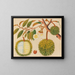 Album di acquarelli di frutta e fiori asiatici Pl31 - Anonimo — quadro incorniciato alla parete
