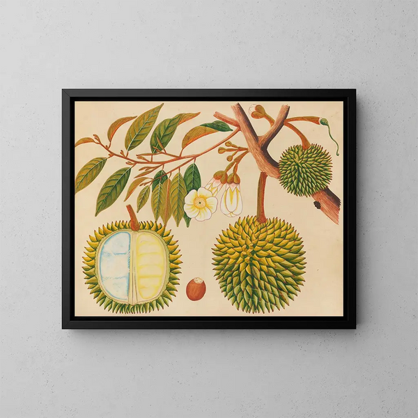 Album di acquarelli di frutta e fiori asiatici Pl31 - Anonimo — quadro incorniciato alla parete