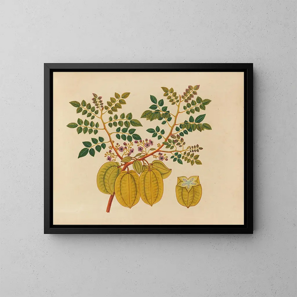 Album di acquarelli di frutta e fiori asiatici Pl32 - Anonimo — quadro incorniciato alla parete
