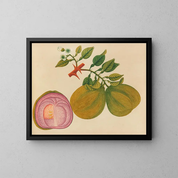 Album di acquarelli di frutta e fiori asiatici Pl33 - Anonimo — quadro incorniciato alla parete