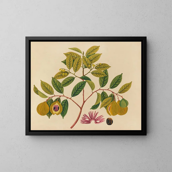 Album di acquarelli di frutta e fiori asiatici Pl35 - Anonimo — quadro incorniciato alla parete