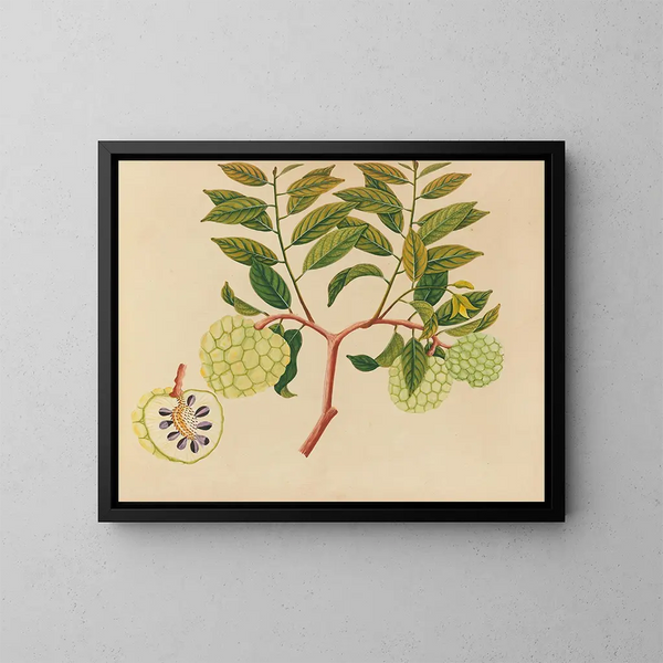 Album di acquarelli di frutta e fiori asiatici Pl37 - Anonimo — quadro incorniciato alla parete