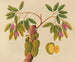 Album di acquarelli di frutta e fiori asiatici Pl38 - Anonimo — vista dell’opera