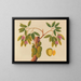 Album di acquarelli di frutta e fiori asiatici Pl38 - Anonimo — quadro incorniciato alla parete