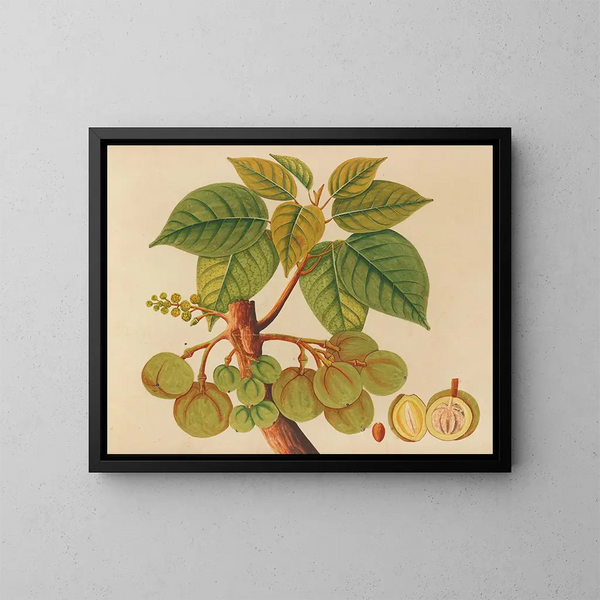 Album di acquarelli di frutta e fiori asiatici Pl39 - Anonimo — quadro incorniciato alla parete
