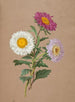 Asters - Anonimo — vista dell’opera