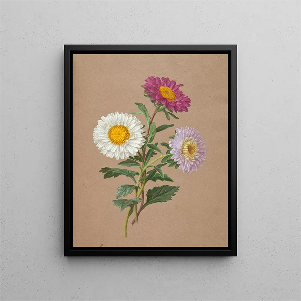 Asters - Anonimo — quadro incorniciato alla parete
