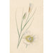 Riproduzione del dipinto Fiori - Anonimo